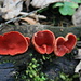 Sarcoscypha coccinea, commonly known as the scarlet elf cup (Scharlachroter Kelchbecherling)