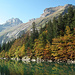 Alpsteingold im Seealpsee