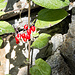 An der Manera: Bittersüsser Nachtschatten  (Solanum dulcamara)