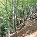 Zwischen Monti di Ditto und Bazzadee: Vor Bazzadee wechselt der Baumbestand von Kastanien auf Buchen.