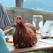 Ein glückliches Huhn an der Brunnsteinhütte.