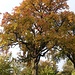 Herbstfarben