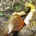 Wunderschönes Tier unter Wasser: Glatter Kalkröhrenwurm (Protula tabularia)<br /><br />Bellissimo animale sott`acqua: un verme Protula tabularia