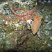 Einen langarmigen Kraken (Octopus macropus), die Polpessa, sieht man nur bei Nacht.<br /><br />Una polpessa (Octopus macropus) si vede solo di notte.<br /><br />