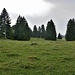 die saftigen Weiden mit den mächtigen Tannen bei Paturage de Mont Girod