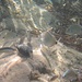 Schnorcheln im großen schönen Aquarium von Laconella.<br /><br />Lo snorkeling nel grande, bellissimo acquario di Laconella.