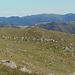 Un numeroso gregge di capre pascola sulle pendici del Monte Tardia