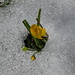 Die letzte Blume im ersten Schnee