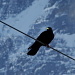 Chocard à bec jaune sur fond de face Nord de l'Eiger