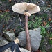 <b>Trovo un fungo di notevoli dimensioni: il gambo sembra addirittura di legno!</b>
