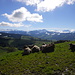 Die Kühe geniessen die wärmende Sonne auf dem Köbelisberg