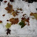 Herbst-Blätter mit winterlicher Unterlage 1
