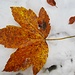 Herbst-Blätter mit winterlicher Unterlage 2