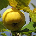 In Bălăneşti - In den Gärten am Wegrand reift derzeit viel Gemüse und Obst, so auch diese Apfelquitte.