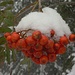 Vogelbeere (Sorbus aucuparia).