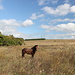 Bei Bălăneşti - Idyllisch #2: Ein Pferd, die höchste Erhebung der Republik Moldau und herrliches Wetter. <br />(Da sich das Pferd sensationellerweise umgedreht hat, mussten wir natürlich noch ein Foto machen ;-).