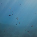 Sehr entspannend, das Schwimmen im Meer mit den Fischen, hier ein Schwarm von Mönchsfischen (Chromis chromis).<br /><br />Molto rilassante è nuotare nel mare con un branco di pesci, qui le castagnole (Chromis chromis).