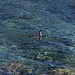 Ein fischender Kormoran, kurz bevor er abgetaucht ist (siehe auch das folgende Video).<br /><br />Un cormorano in caccia di pesci, poco prima che si era immerso (vedi anche il video in seguito).