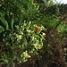 Daphne gnidium, der Herbstseidelbast<br /><br />Dafne gnidio