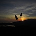 Samtgras (Lagurus ovatus) bei Sonnenuntergang<br /><br />Lagurus ovatus al tramonto<br /><br />