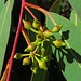 Die Früchte des roten Eukalyptus.<br /><br />I frutti dell`eucalipto.