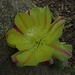 Blüte einer Opuntia.<br /><br />Fiore di un fico d´India.