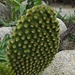 Kaktus mit Fell<br /><br />Un cactus con pelo