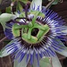 Endlich ist sie aufgeblüht, die wunderschöne Blaue Passionsblume (Passiflora caerulea) !<br /><br />Finalemente è in fiore, la bellissima Passiflora caerulea!