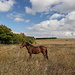 Bei Bălăneşti - Idyllisch #1: Ein Pferd, die höchste Erhebung der Republik Moldau und herrliches Wetter ...