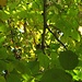 Sommergoldhähnchen (Regulus ignicapillus)