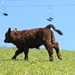 A young galloway cow enjoying spring