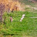 un fagiano passeggia allegramente sopra la Mara