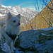 Cold Dog, oder: Hund on the rocks