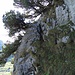 Der Gipfelaufbau des Bogartenfirsts. Heute wählte ich im Aufstieg die "offizielle" Route hier durch den schönen Felsriss. Anschliessend muss man wahrhaft durch die Legföhren kriechen, kann aber aufgrund der dichten Vegetation kaum mehr abstürzen...