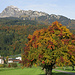 Wunderschöner Apfelbaum in Trübbach.