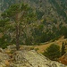 Die Schwarzkiefer (Pinus nigra) scheint aus den Fels zu wachsen!