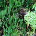 Bärlapp-Farn-Arrangement