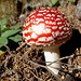 Fliegenpilz 2