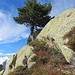 typisch für den heutigen Tourentag:
Granit, Föhren, herbstlich verfärbte Vegetation, Weiss in der näheren Umgebung, Blau am Himmel