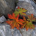 Herbstfarben unter dem Augstbordstafel