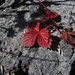 Herbstliche Erdbeerblätter<br /><br />Foglie di fragola autunnali