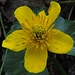 Ist der Schnee im Frühling weg, kommen die Sumpfdotterblumen (Caltha palustris) Aber...es ist doch jetzt Ende Oktober!?<br /><br />Quando si scolgie la neve in primavera, appariscono le Caltha palustris. ...Ma, è il 22 di ottobre...!