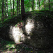 Die ersten Nagelfluh Felsen im Wald