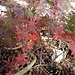 Storchenschnabel im Herbstkleid