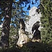 Eule und Adler, Baumstamm-Schntizereien