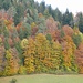 typischer Tösstaler Herbstwald