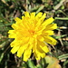 Gelber Farbtupfer, die Blumen sehnen sich nach Frühling