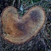 "cuore" di tronco