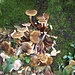 groviglio di funghi