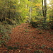herrlich der Aufstieg durch den herbstlichen Wald